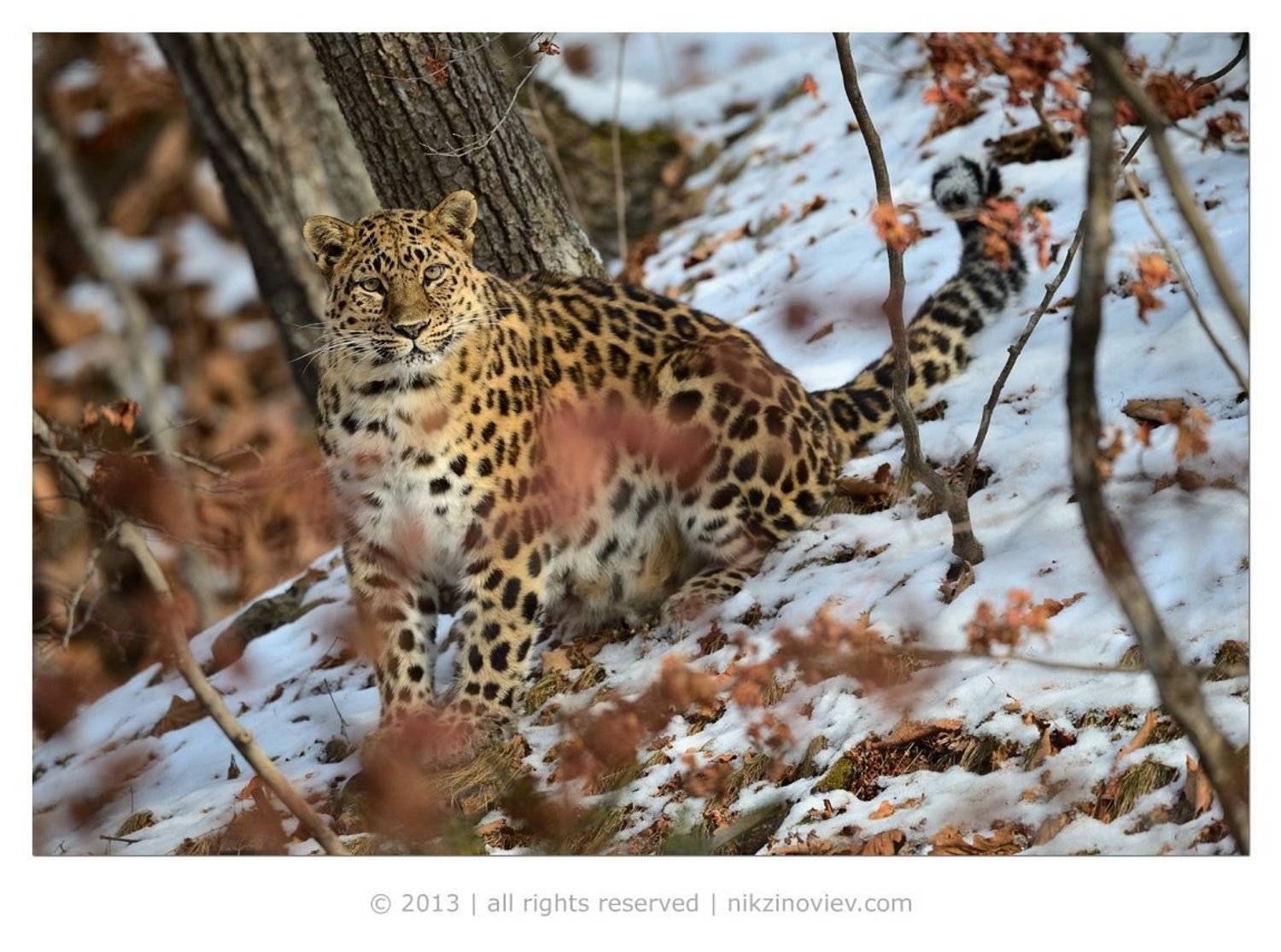 , Николай Зиновьев