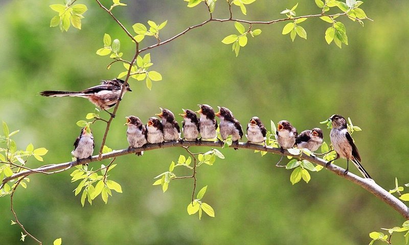 Extended family~