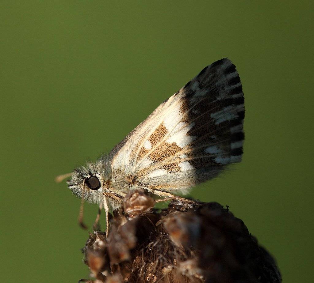 , Сергей Таланов