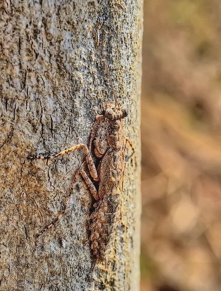 Богомол, Лаос, Alexey Gnilenkov