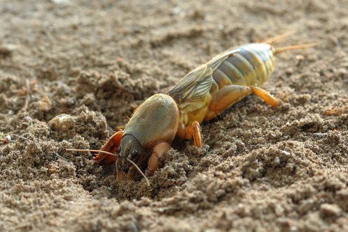 Вечерняя вылазка