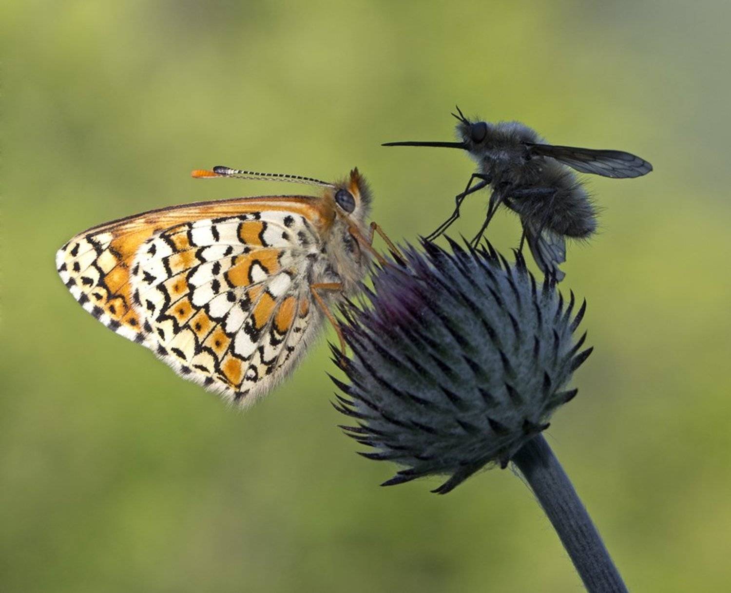 , Иваненко Светлана