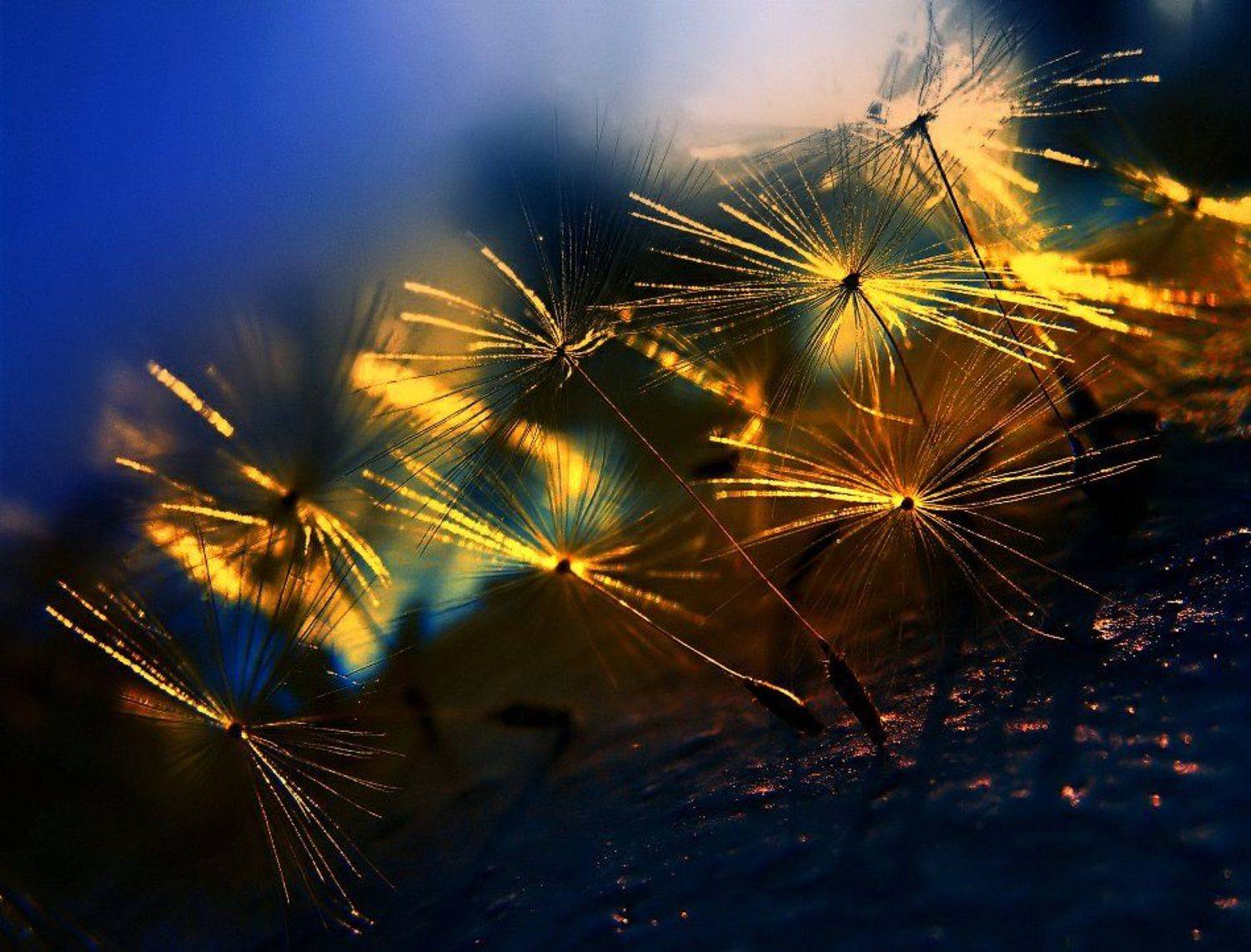 wake,macro,nature,sony, Эмеральд Ваке &copy;