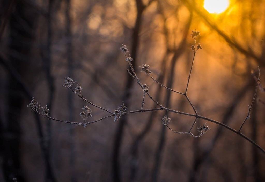 , Germanic