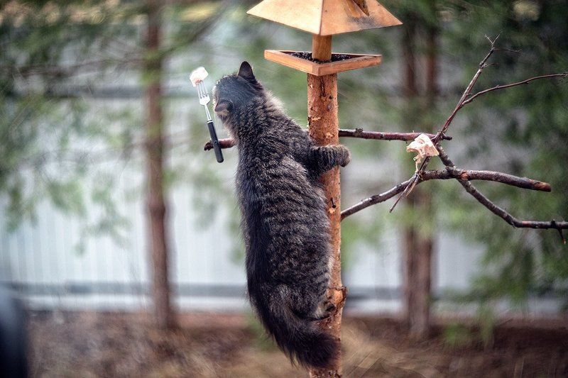 Где обедал котофей!? фото превью