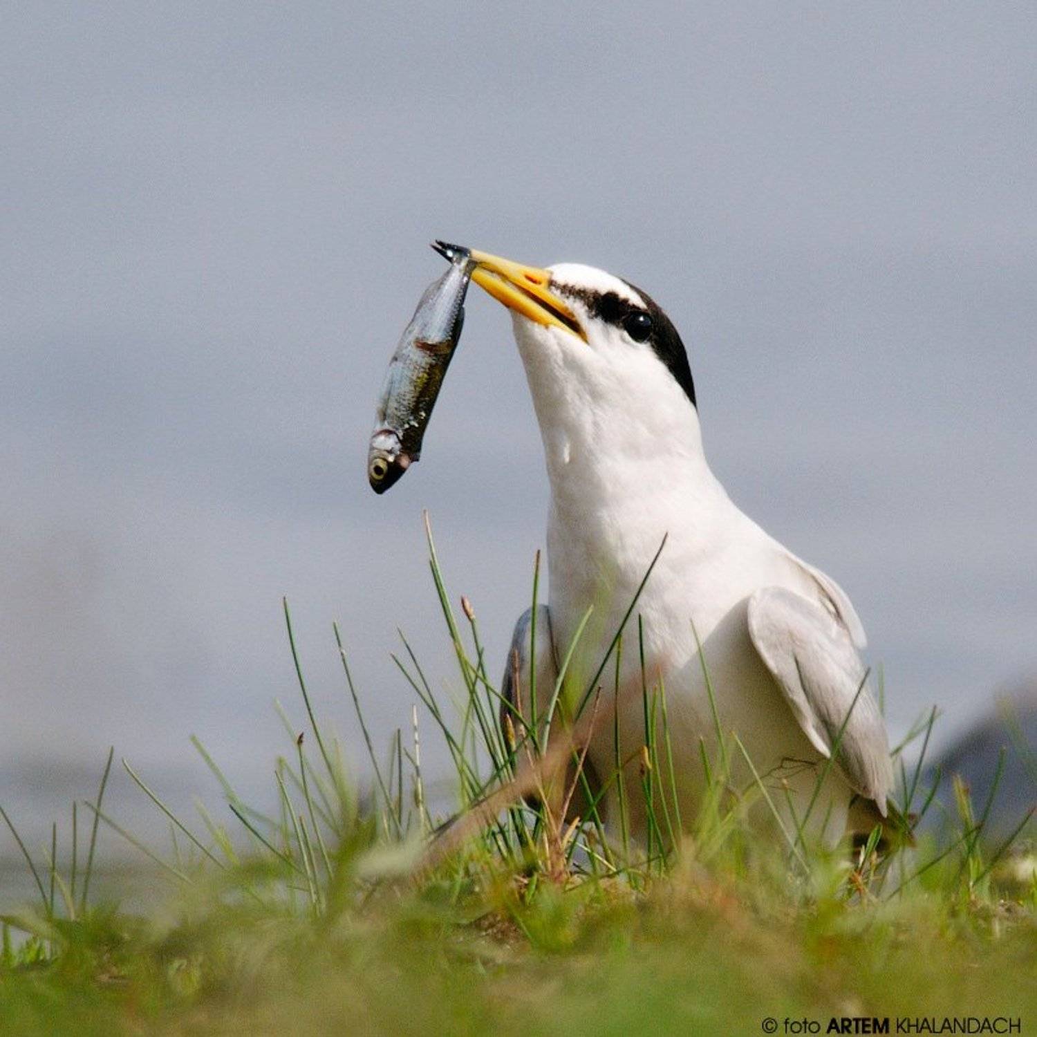 Беларусь, Малая крачка, Полесье, Артем Халандач