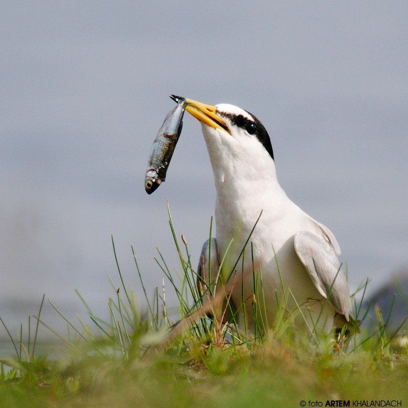 Беларусь, Малая крачка, Полесье Улов крачки фото превью