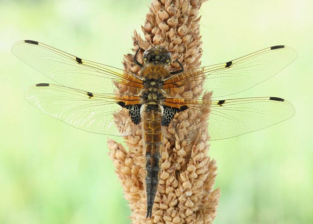 , Сергей Таланов