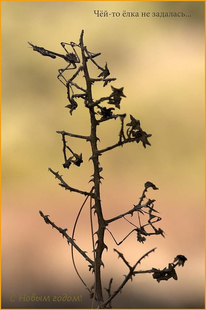 , Игорь ФУММ