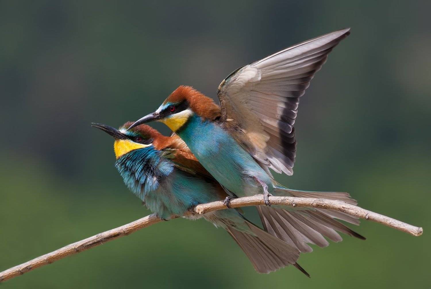 , Стефан Дянков