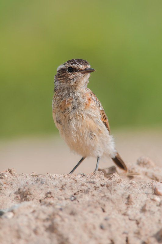 Первый парень ... в поле. фото превью