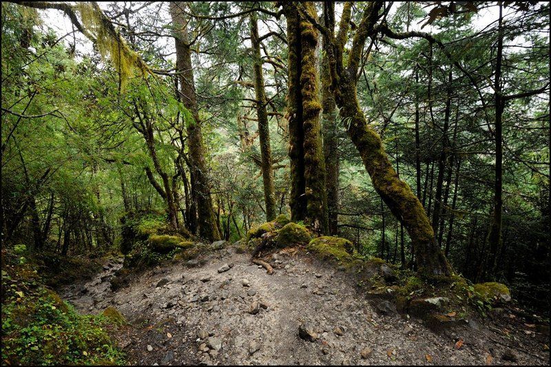 Лесная тропинка фото превью