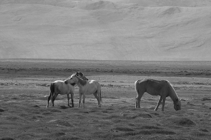 Лошади Тибетские лошадки фото превью