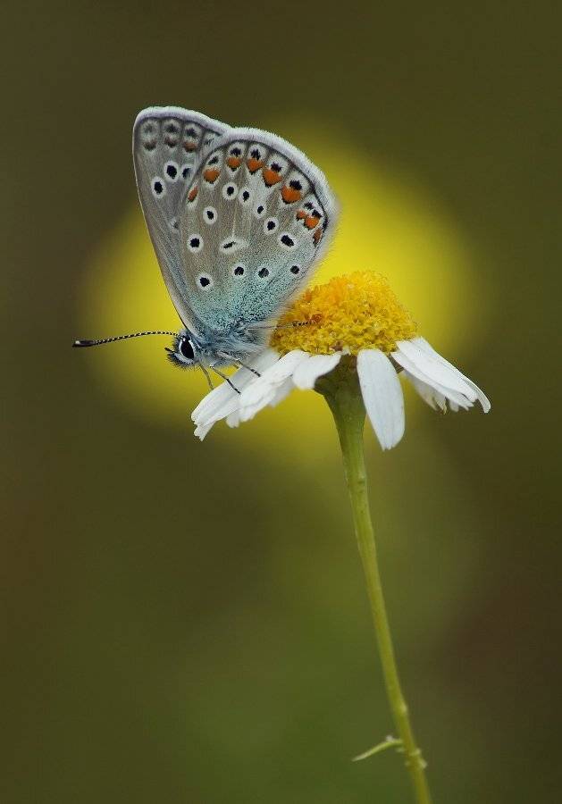 , Чепленко Алексей
