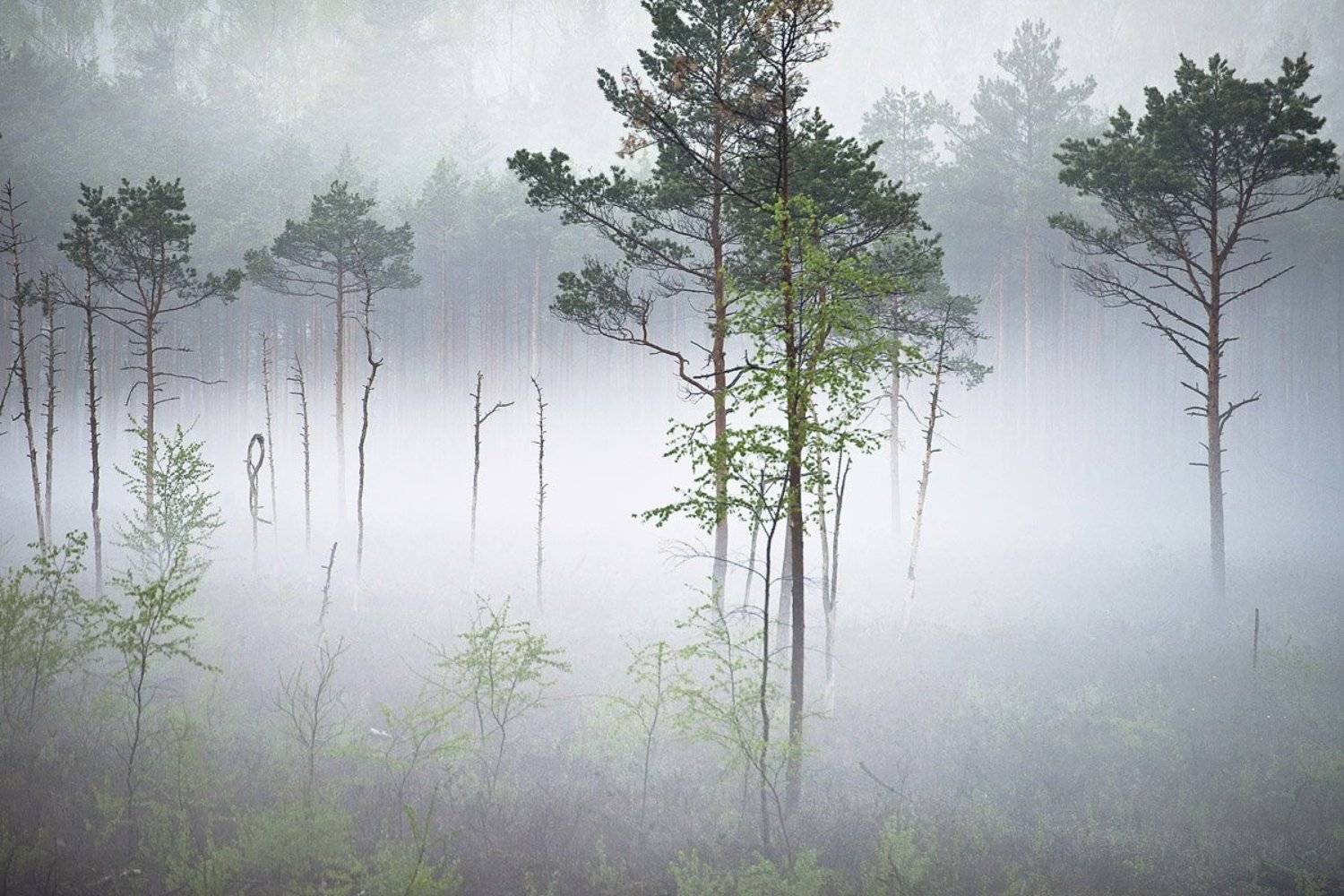 , Rimantas Bikulcius