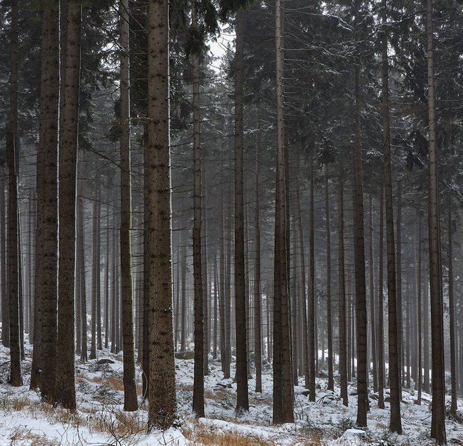 , Игорь Дубровский