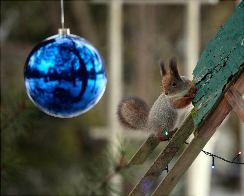 В ожидании праздника! или куда же ты,мерзкий фотограф,мои праздничные орехи заныкал... фото превью