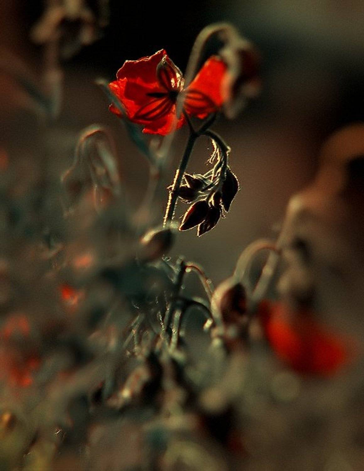 , Эмеральд Ваке &copy;