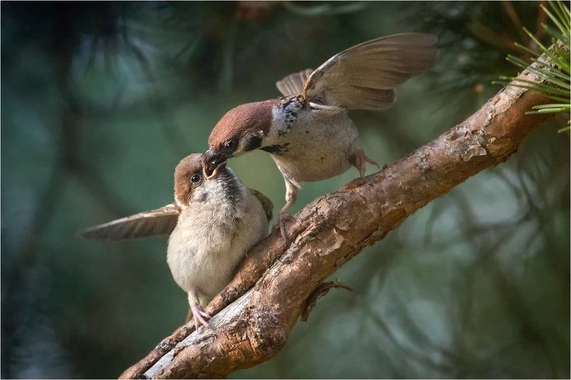 О заботе фото превью
