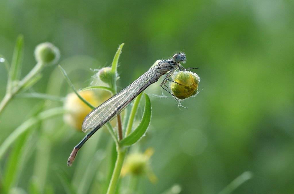 , Сергей Таланов