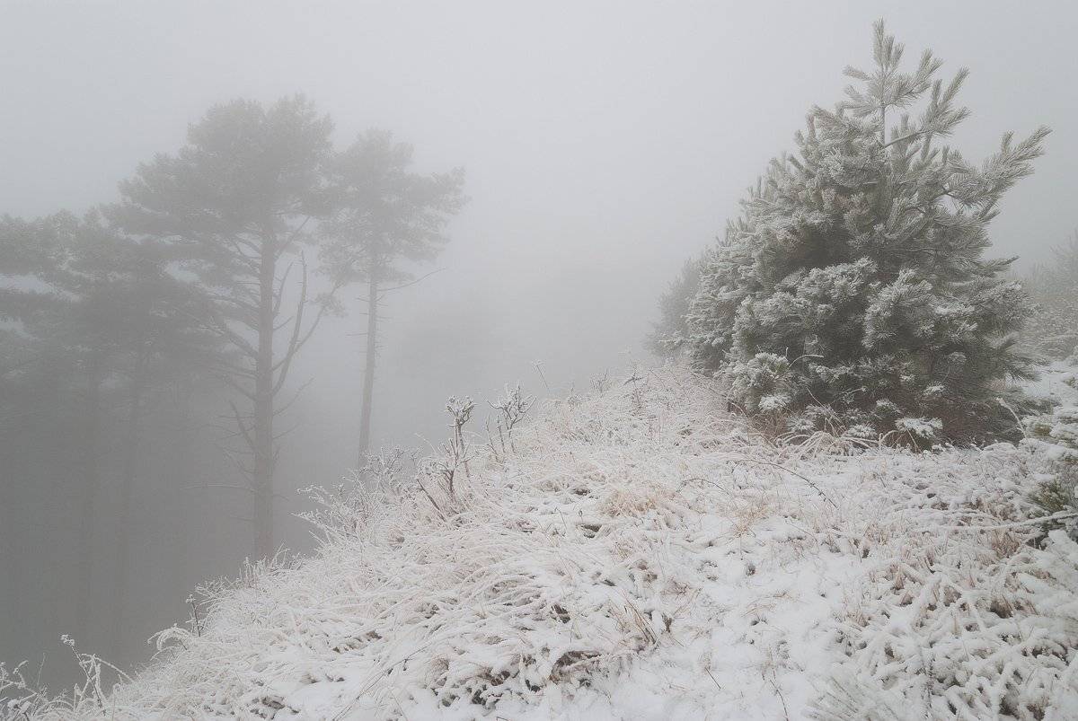 , Саша  Вайсберг / Waldschnepfe./