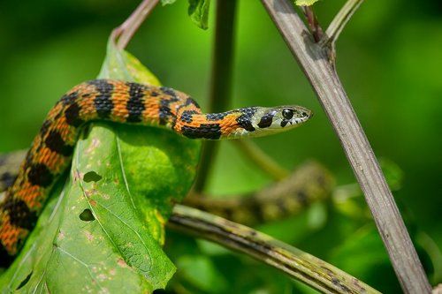 Провожая год змеи!