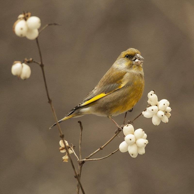 , Валерий Субачев