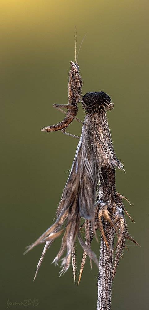 , Игорь ФУММ