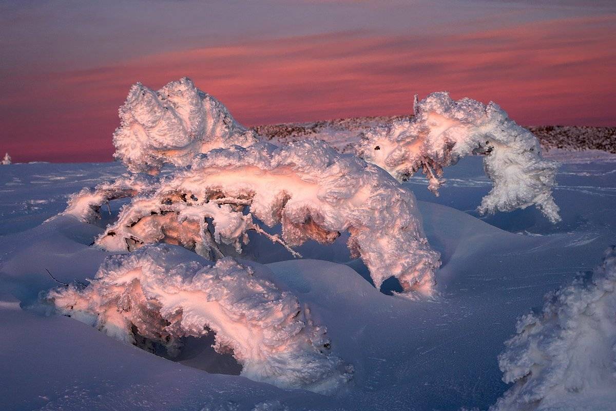 снег, пихты, вечер, новый год, шерегеш, горная шория, Валерий Пешков