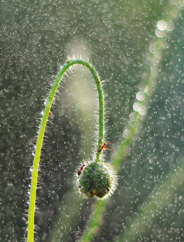 *** фото превью