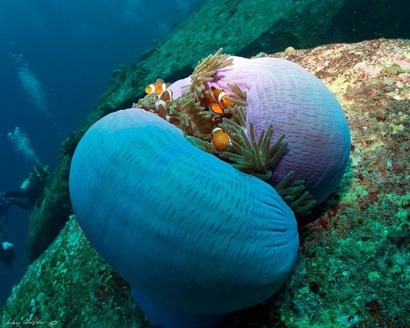 Анемон, Рыба - клоун, Симиланы \