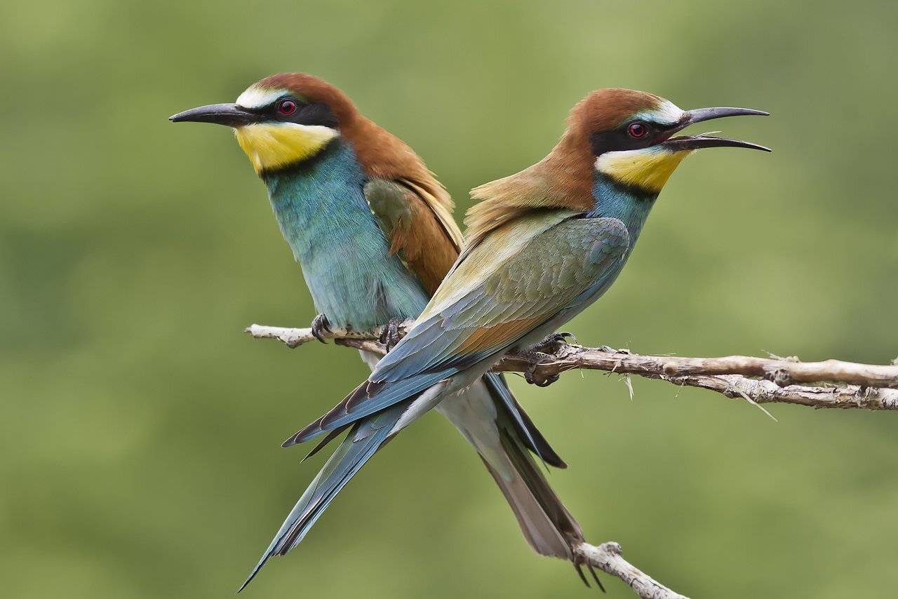 , Дмитрий Кугувалов