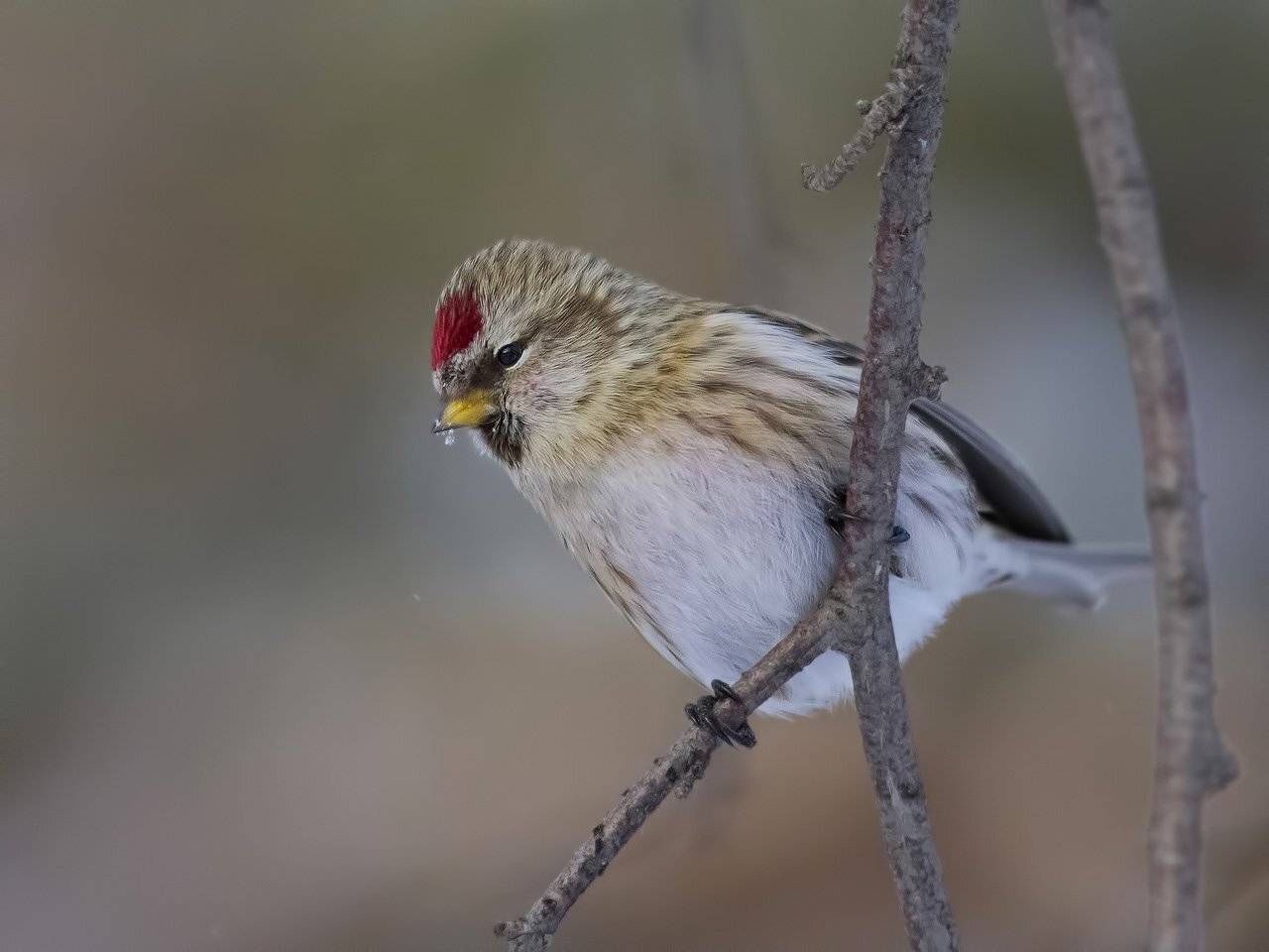 Чечётка, Ляпустин Юра