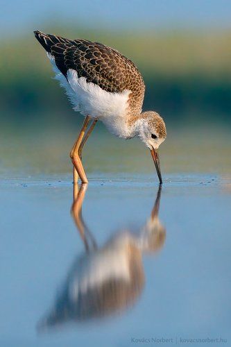 Black-winged Stilt