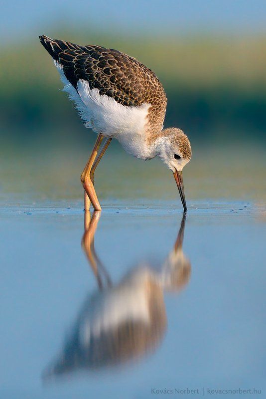 Black-winged Stilt фото превью