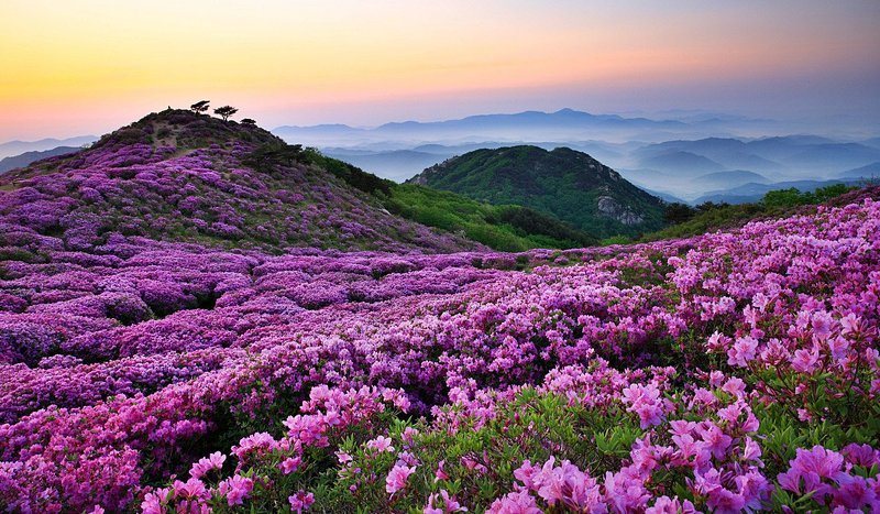 Whangmaesan\'s royal azalea фото превью