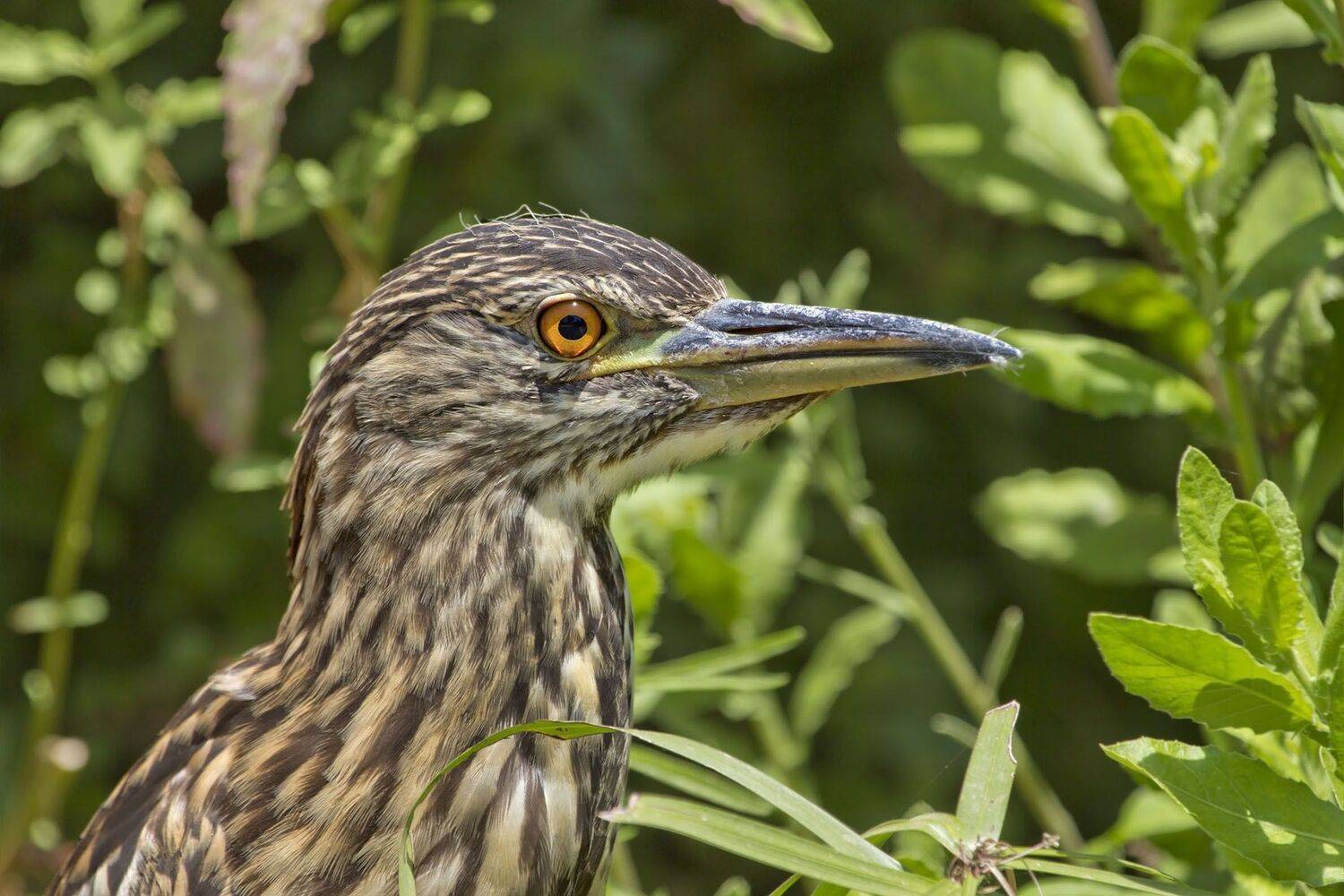 , Александр Гусар