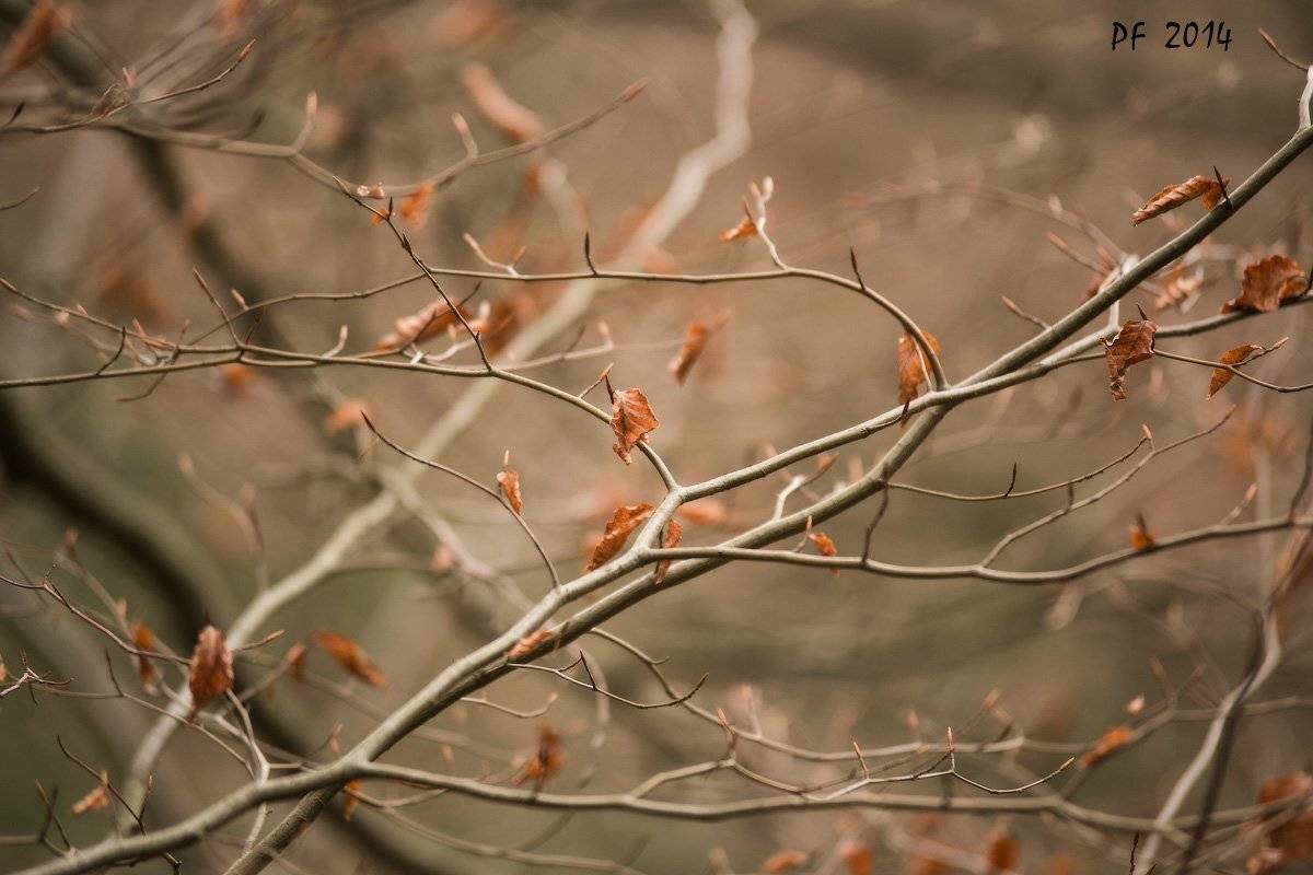 , Вейзе Максим