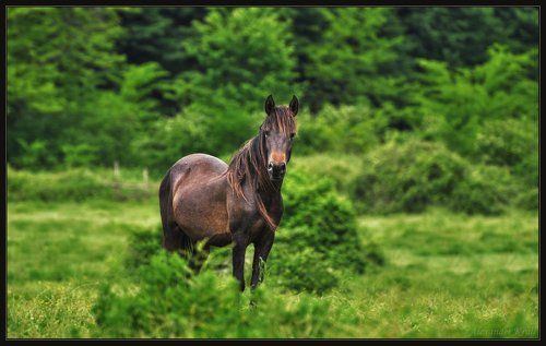Доброй лошади вам всем!