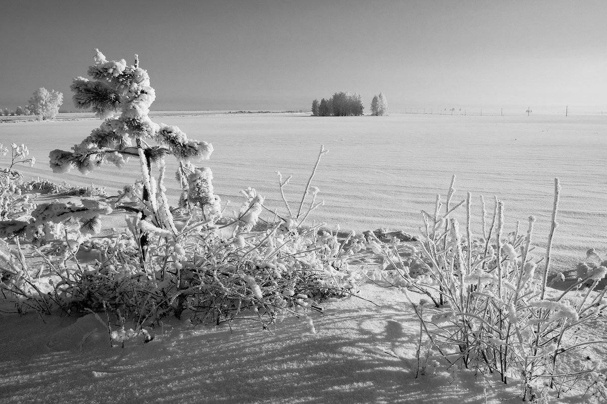 , Николай Морский