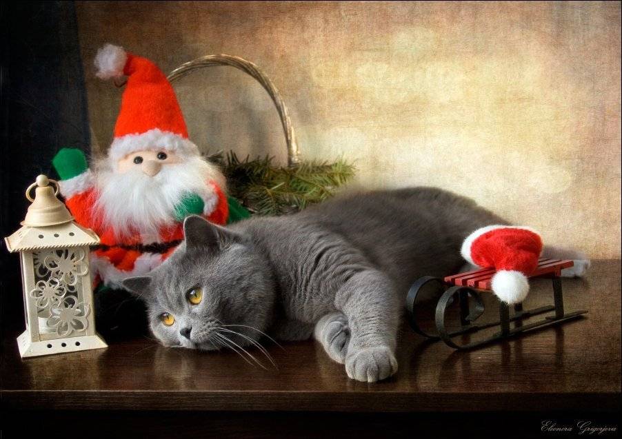 , Eleonora Grigorjeva