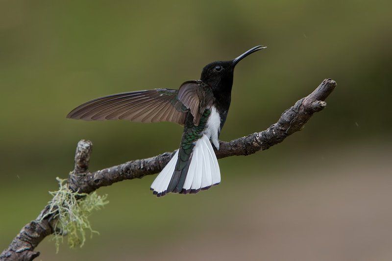 Черно-белое настроение фото превью