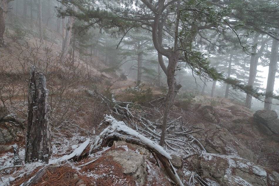 Крымский лес.... Автор: Саша Вайсберг / Waldschnepfe./ , Саша Вайсберг / Waldschnepfe./