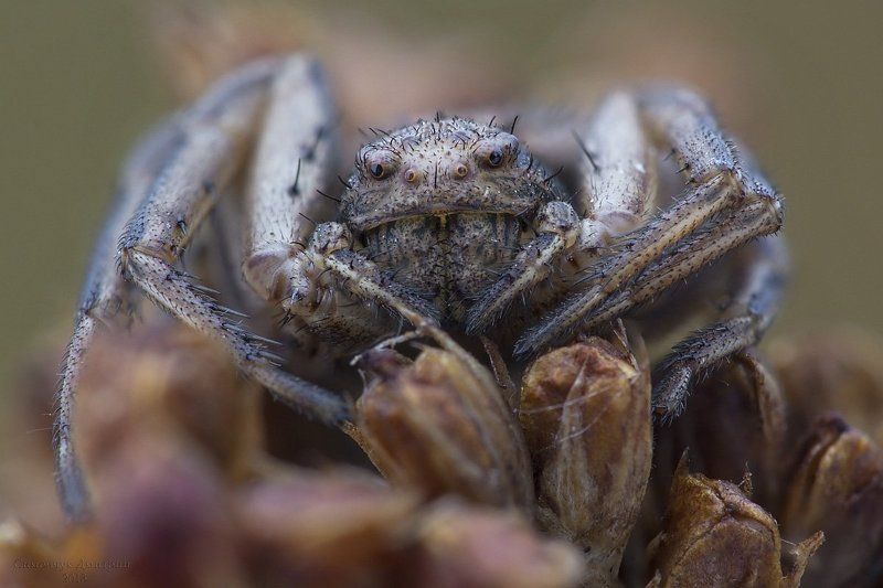 Жуки пауки... фото превью