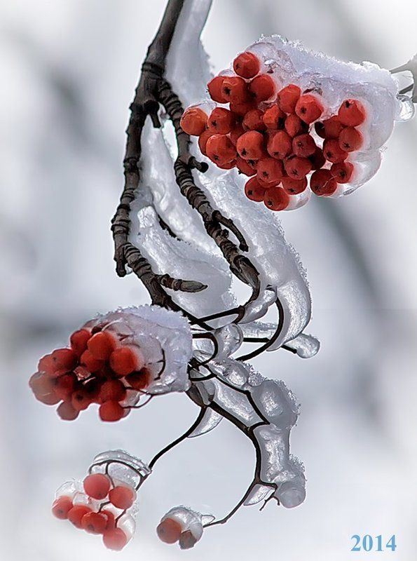 С Новым Годом, дорогие друзья ! фото превью