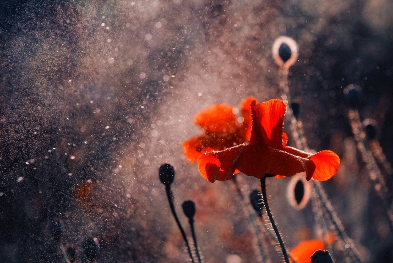 , Марина Остапенко