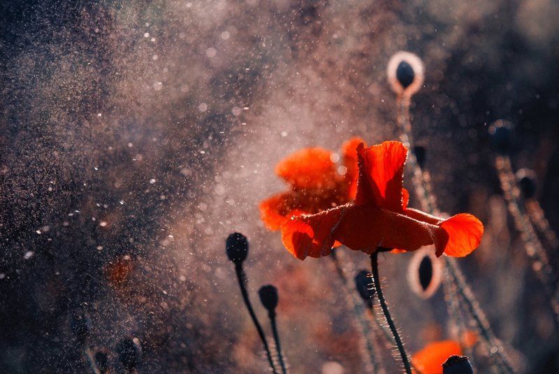 *** фото превью