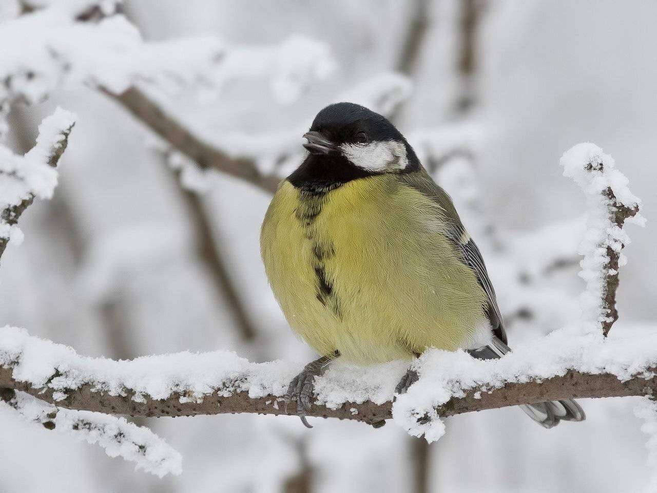 , Ляпустин Юра
