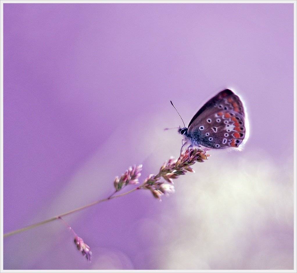 , Krzysztof Trojanowski