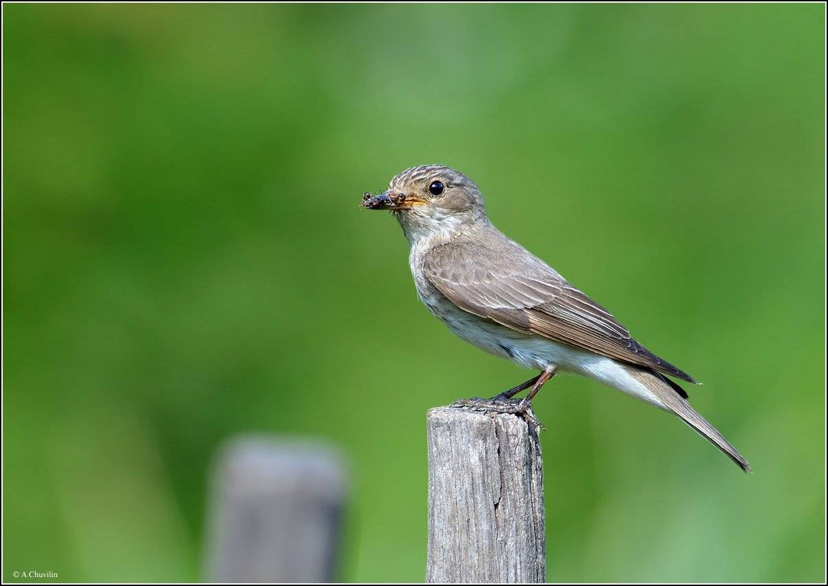 помощница,серая,мухоловка,огород, Александр Чувилин